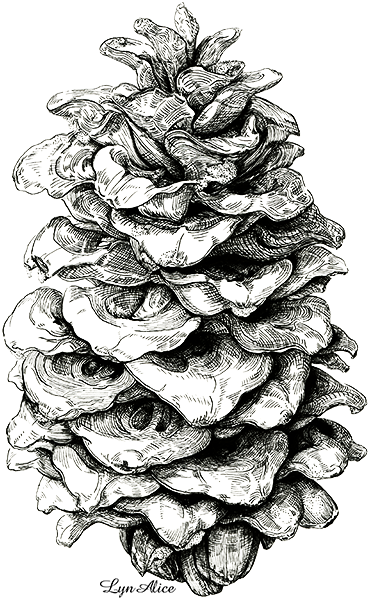 Watercolor Pine Cone - Pine (485x691), Png Download