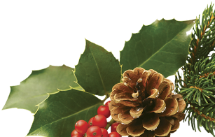 Pine-cone - Tree (1300x550), Png Download