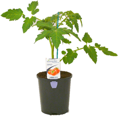 Houseplant (800x800), Png Download