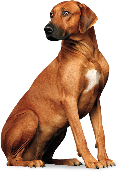 Tengo Un Perro - Perro Pro Plan Png (403x583), Png Download