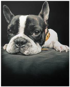 Down Syndrome French Bulldog (400x400), Png Download