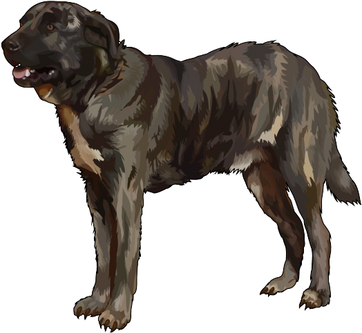 Perro-majorero - Perro De Ganado Majorero (700x494), Png Download