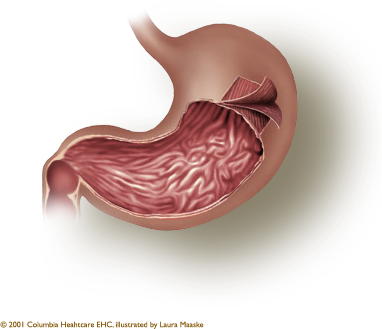 Smooth Muscle Png (773x765), Png Download