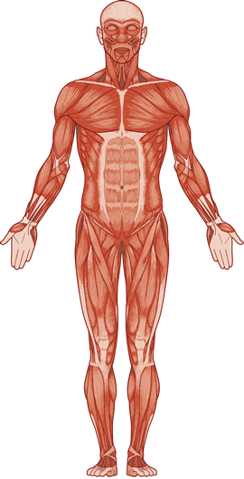Muscles - Body Muscles (270x530), Png Download