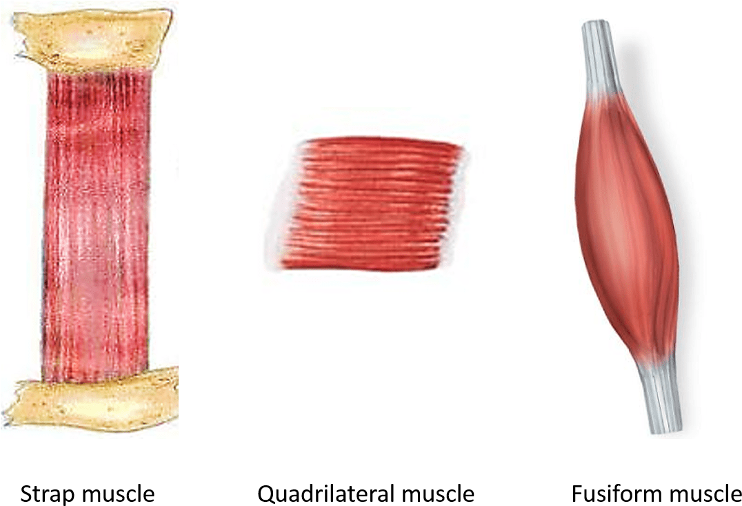 Muscles With Parallel Muscular Fasciculi - Muscle (1125x758), Png Download