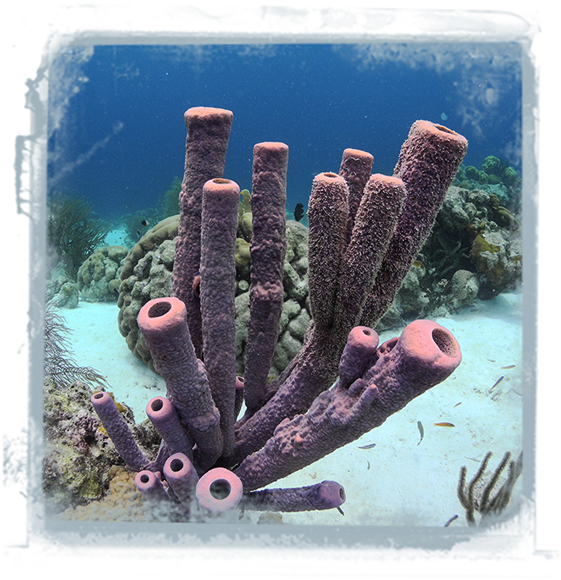 Coral-value - Marine Biology (583x587), Png Download