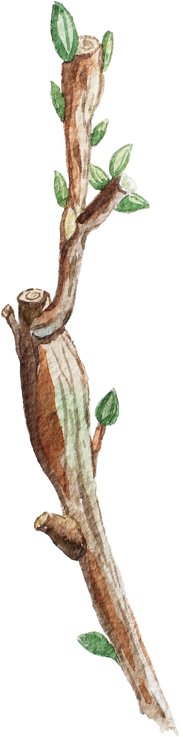 Trunk Green Leaf Decoration Vector - Watercolor Painting (627x2500), Png Download