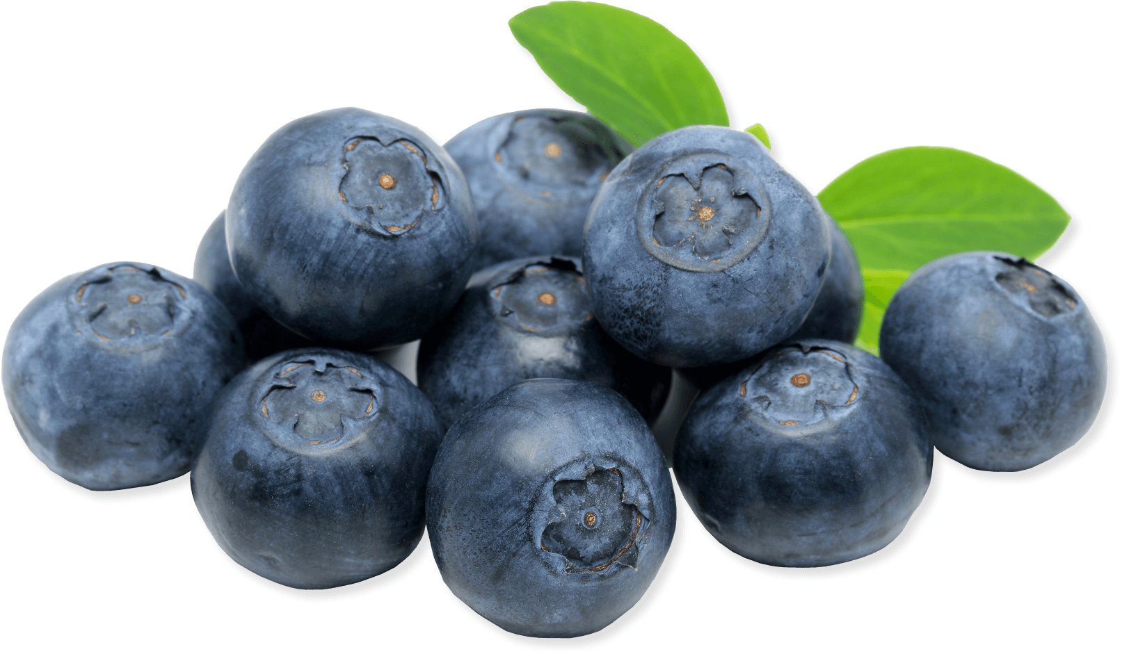 Blueberry In France (1613x941), Png Download