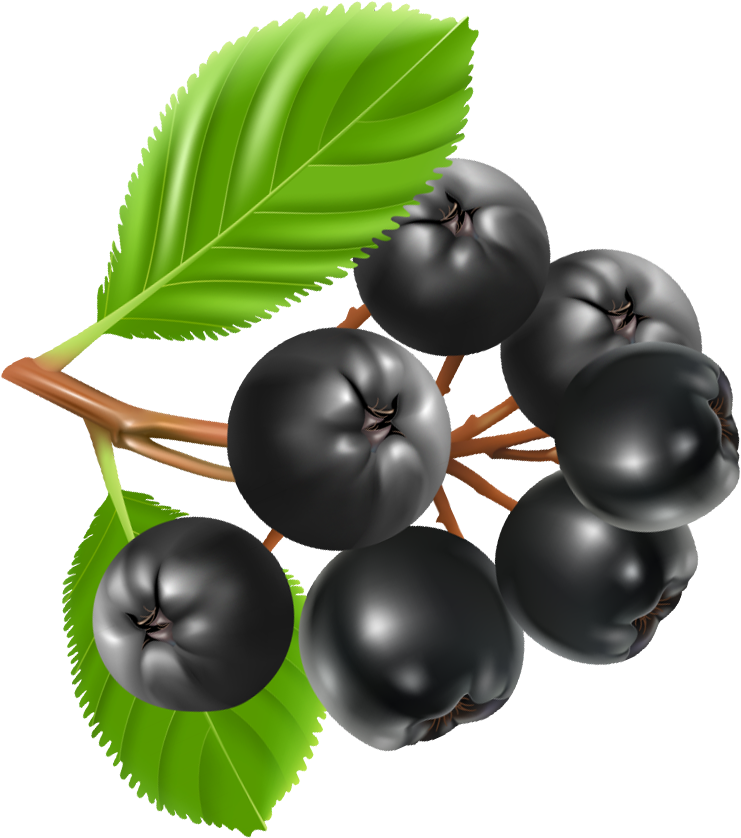 Chokeberry Clipart (769x862), Png Download