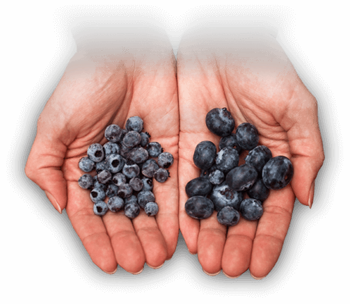Better Bb Hands - Wild Blueberries Vs Blueberries (503x437), Png Download