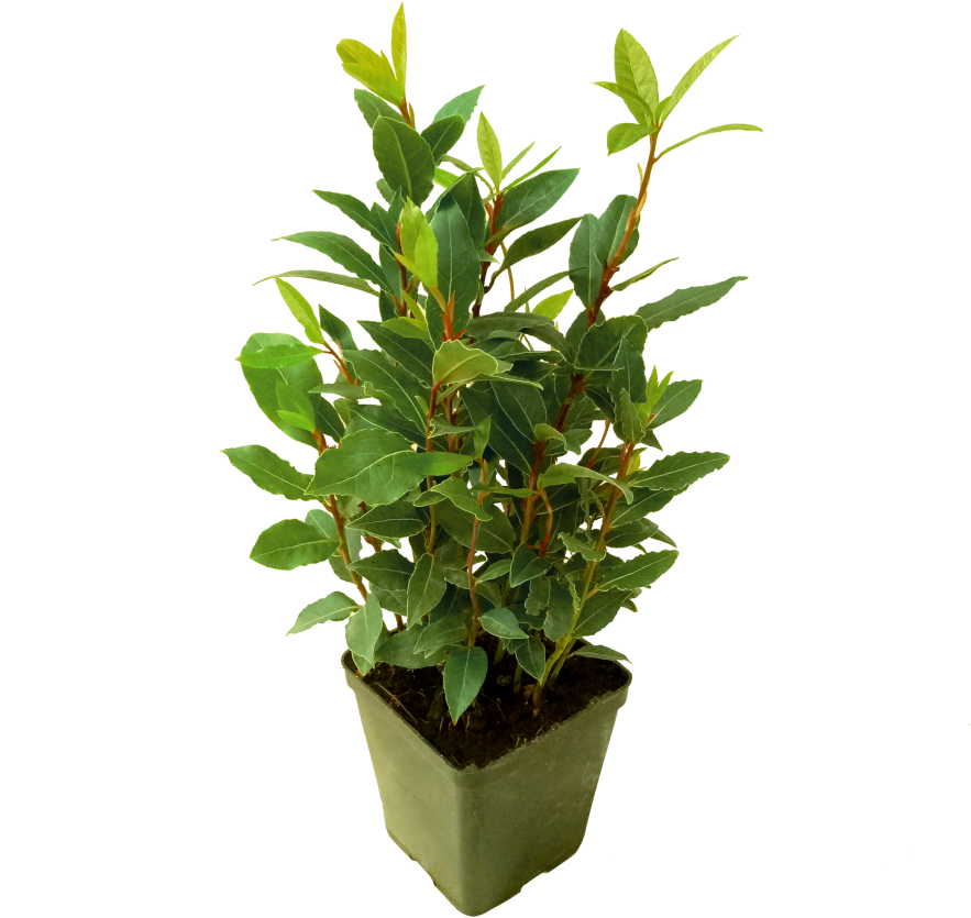 Flowerpot (910x1155), Png Download