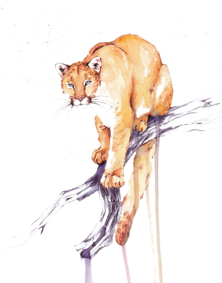 Lion Water Painting Png (748x953), Png Download
