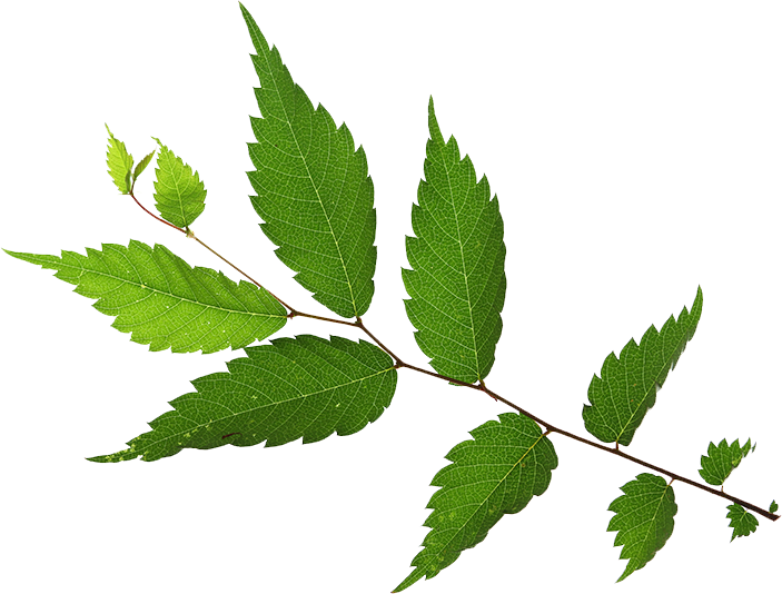 Lily - Japanese Zelkova (703x534), Png Download