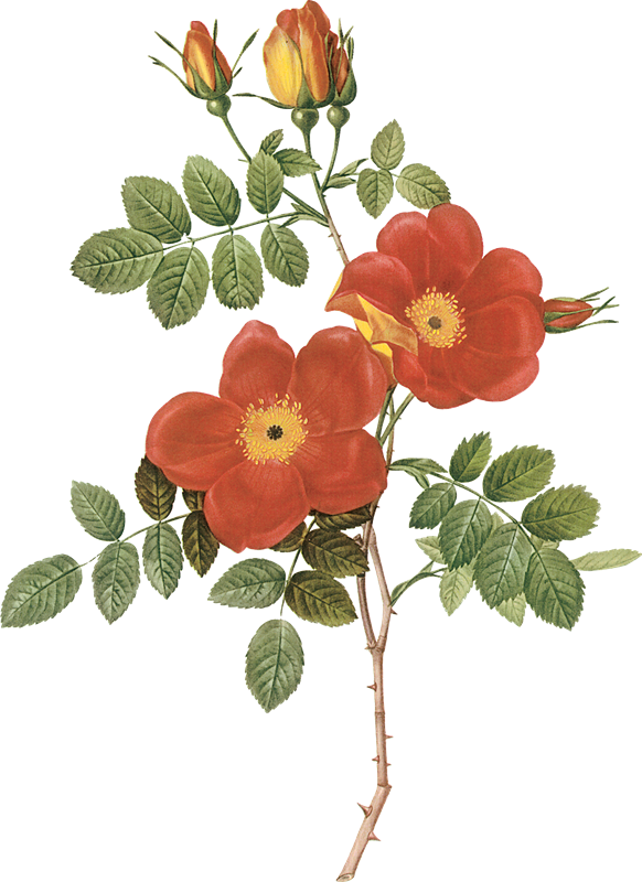 Flores Vintage - Antique Print 1959 Roses Flowers Rosa Eglanteria Punicea (582x800), Png Download
