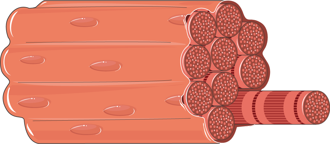 Muscle Fiber - Muscle Fiber Clipart (1105x485), Png Download