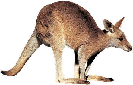 Kangaroo Free Download Png - Kangaroo Png (445x355), Png Download