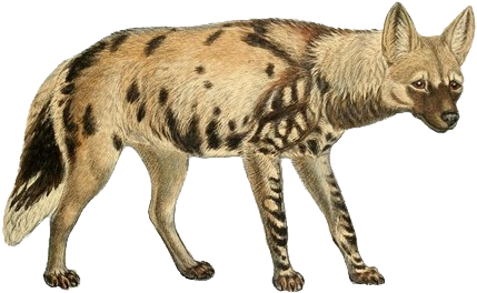 Dogs, Jackals, Wolves, And Foxes - Spotted Hyena Transparent Background (445x277), Png Download