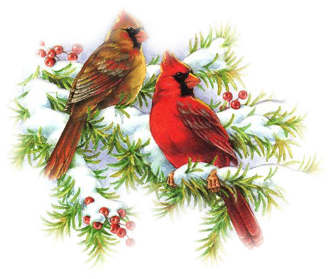 Christmas Cardinals Clip Art - Clip Art Cardinals At Christmas (481x403), Png Download