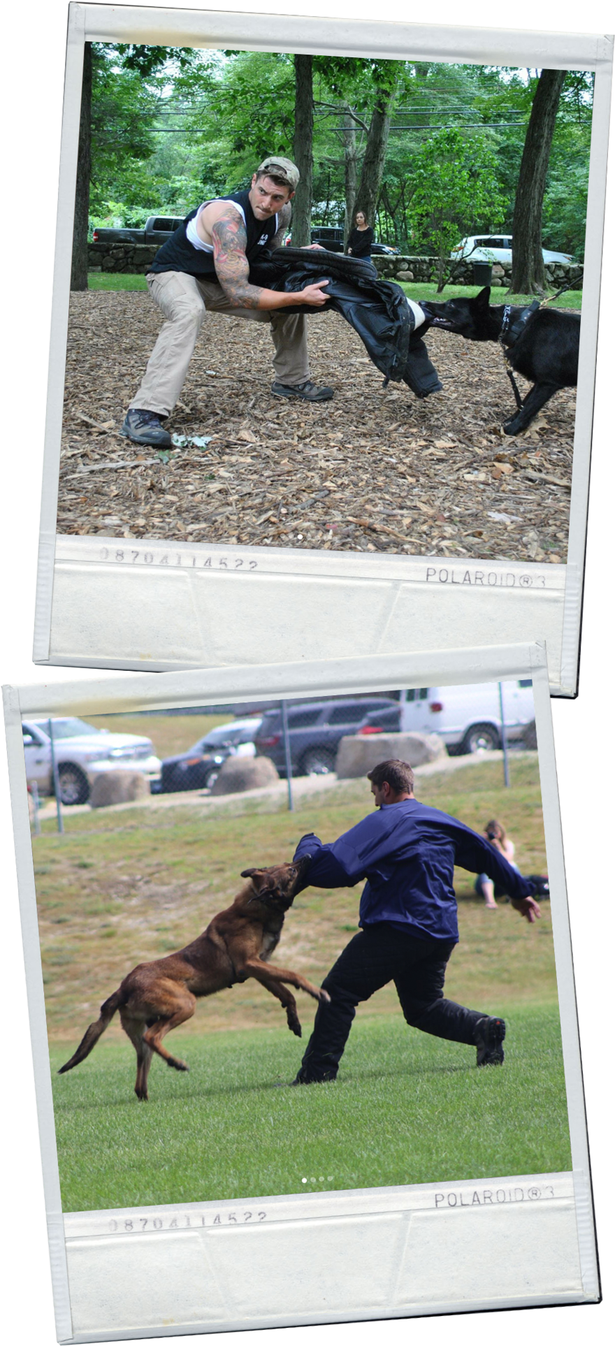 Falcok9 Workingdogs - Working Dog (1000x2050), Png Download