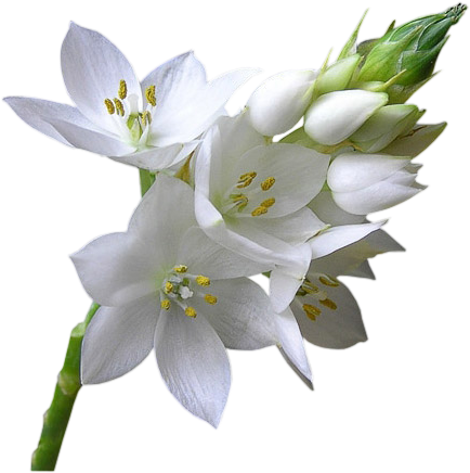 Flor Png - Fleur Blanche (434x436), Png Download