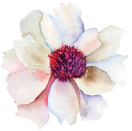 Tempranillo - Shiraz - White Flower Bud Watercolor Oversized Gallery Wrapped (503x450), Png Download