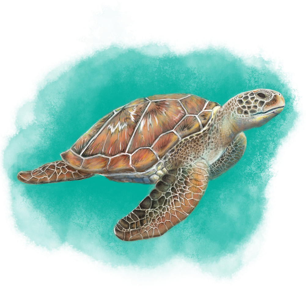Sea Turtle (1000x1000), Png Download