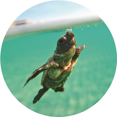 Be Good - Turtles (408x408), Png Download