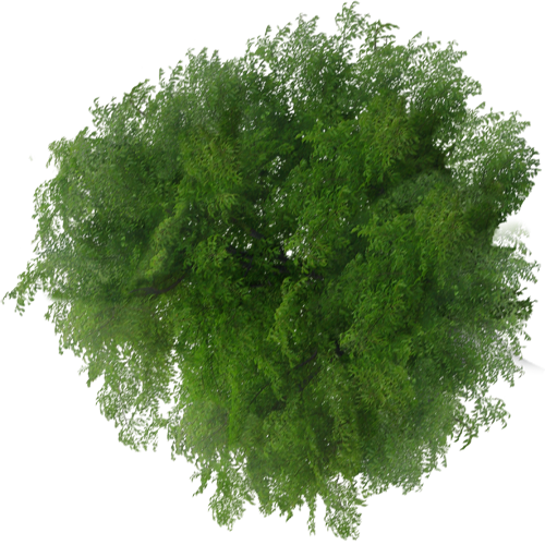 Trees Top View Png (500x500), Png Download