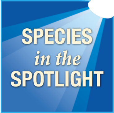 Species In The Spotlight Logo - Exercise (549x366), Png Download