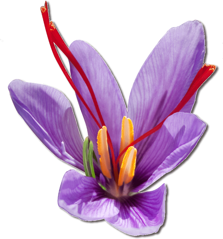Download - Saffron (709x787), Png Download