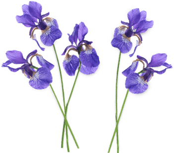 Svg Free Stock Lavender Clipart Free - Purple Iris Flower Png (400x400), Png Download