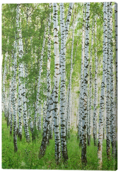 Canoe Birch (400x400), Png Download