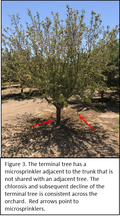 Picture - Almond (403x726), Png Download