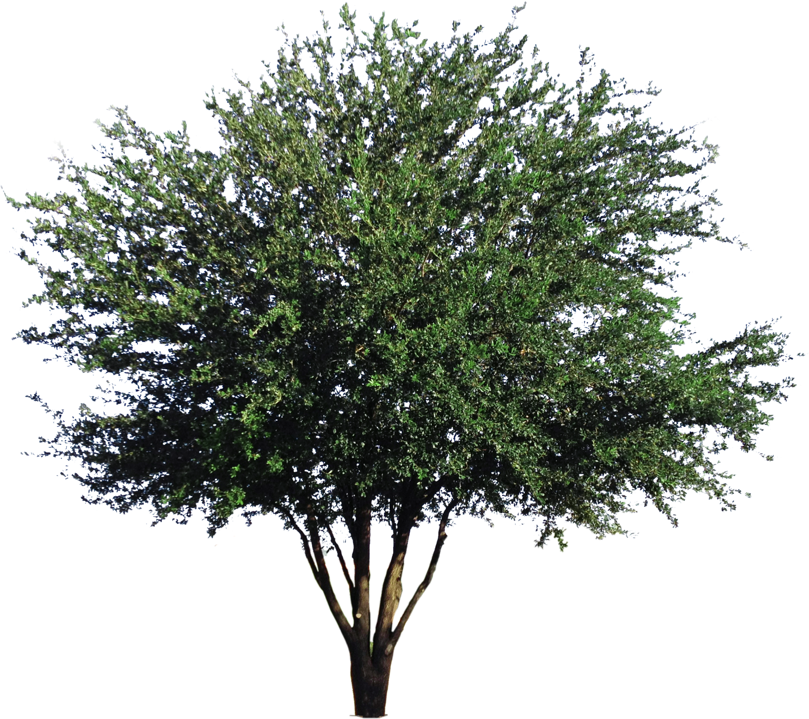 Live Oak - Mexican Pinyon (1573x1500), Png Download