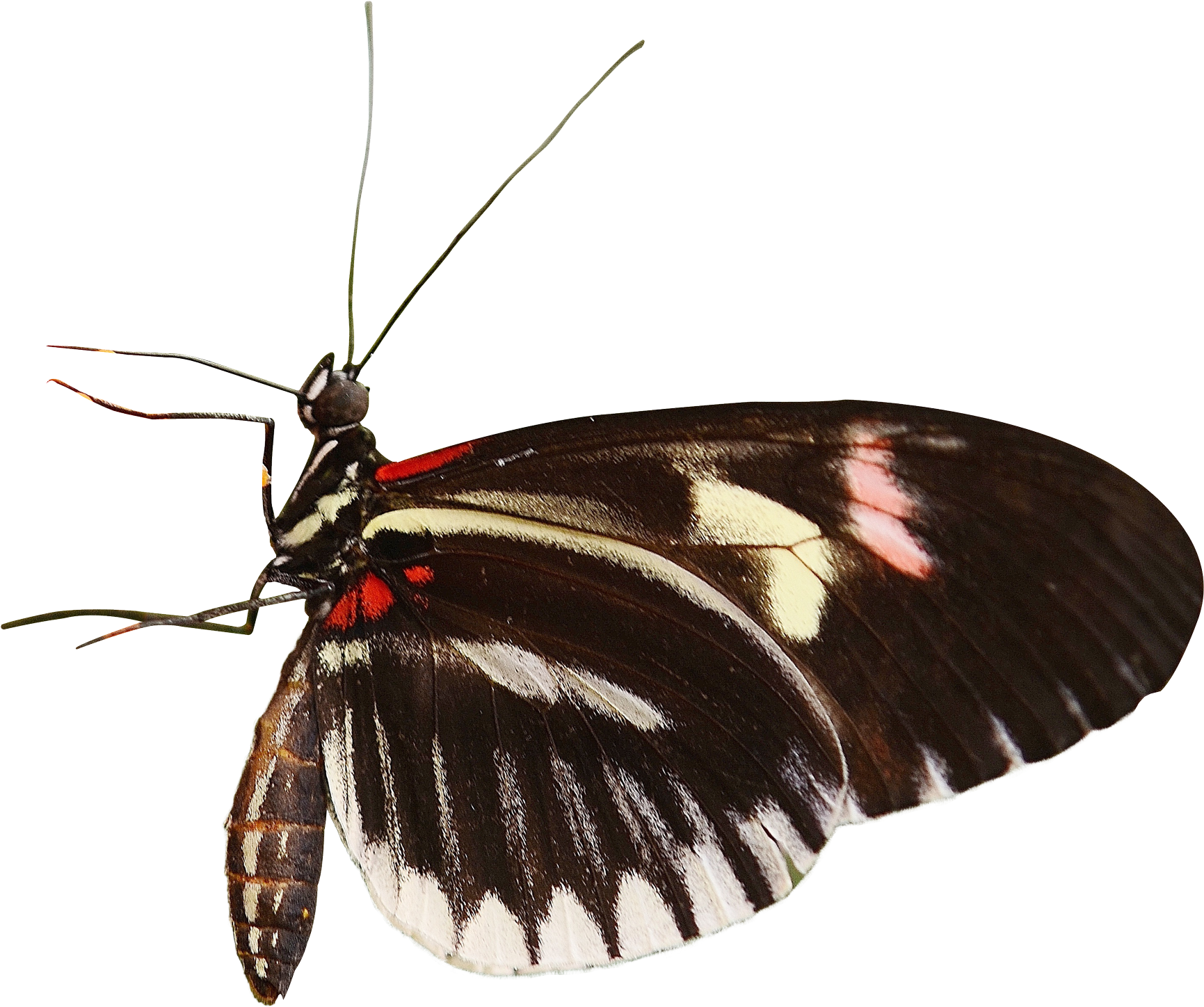 Se Alimentan Las Mariposas (1900x1598), Png Download