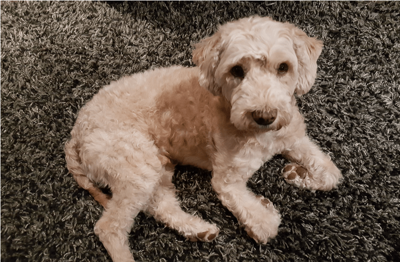 Jano Is A 3 Year Old, Neutered Male Poodle Mix - Goldendoodle (800x750), Png Download