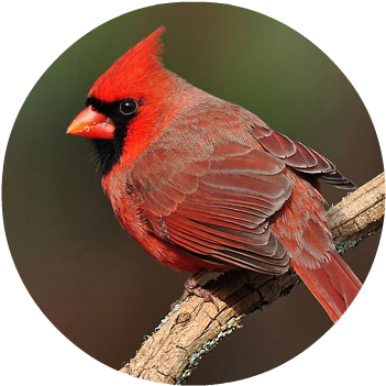 Northern Cardinal 1 - Northern Cardinal (425x374), Png Download