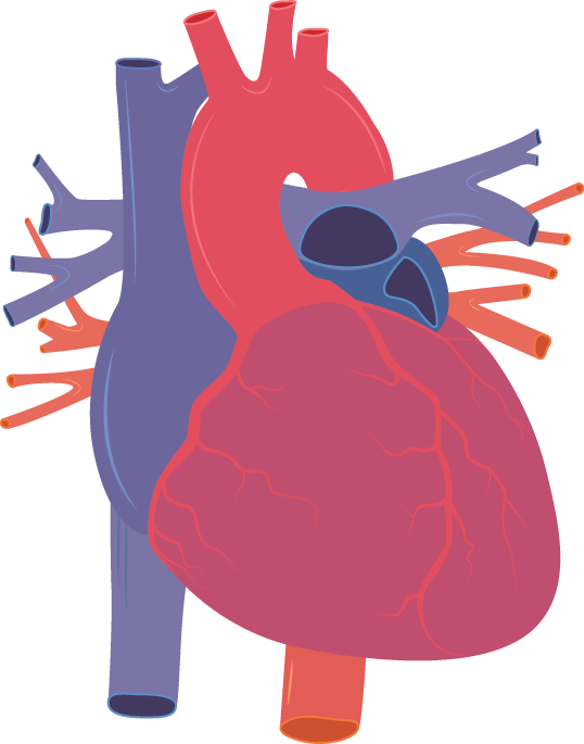 Human Heart - Human Heart Vector Png (538x685), Png Download