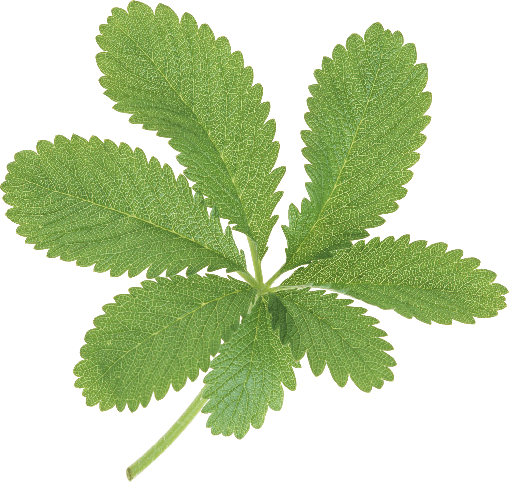 Large Green Leaves - Clip Art (2107x1994), Png Download