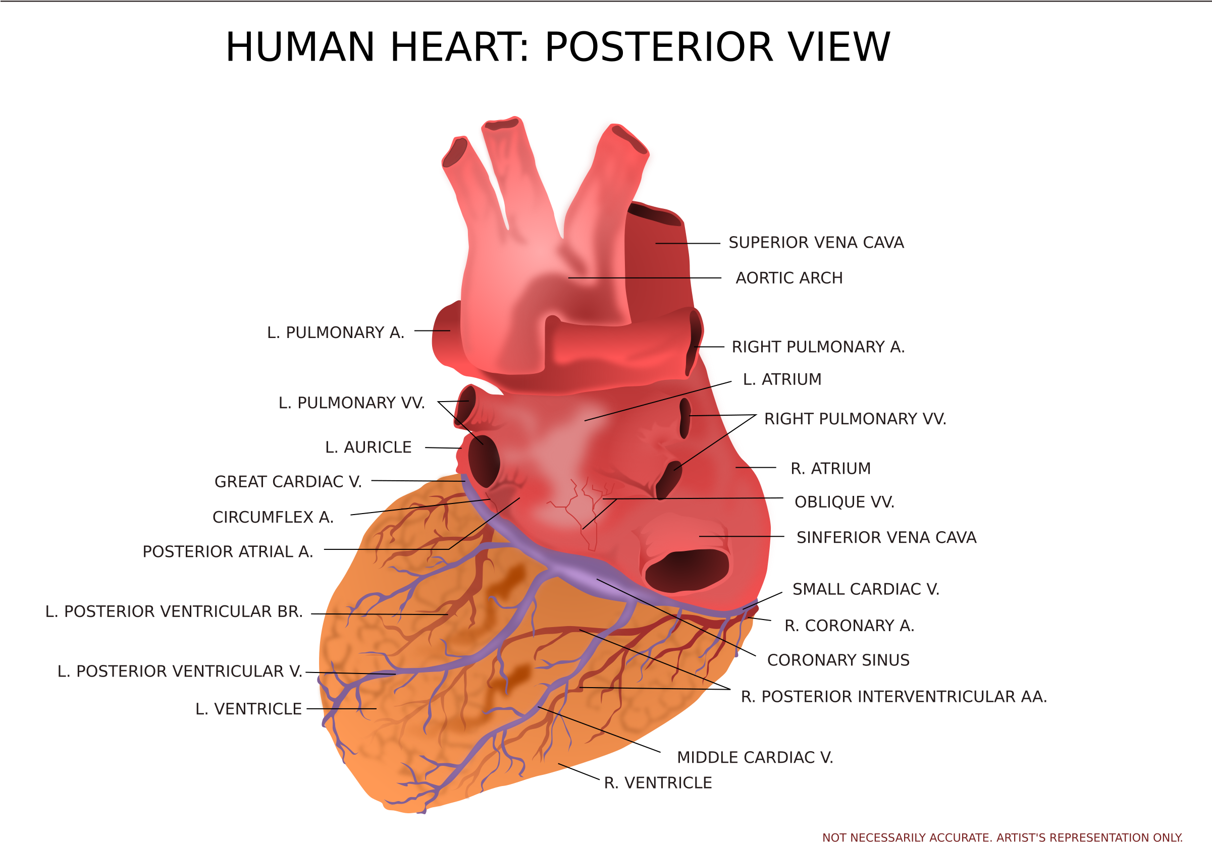 This Free Icons Png Design Of Human Heart Posterior (2400x1697), Png Download