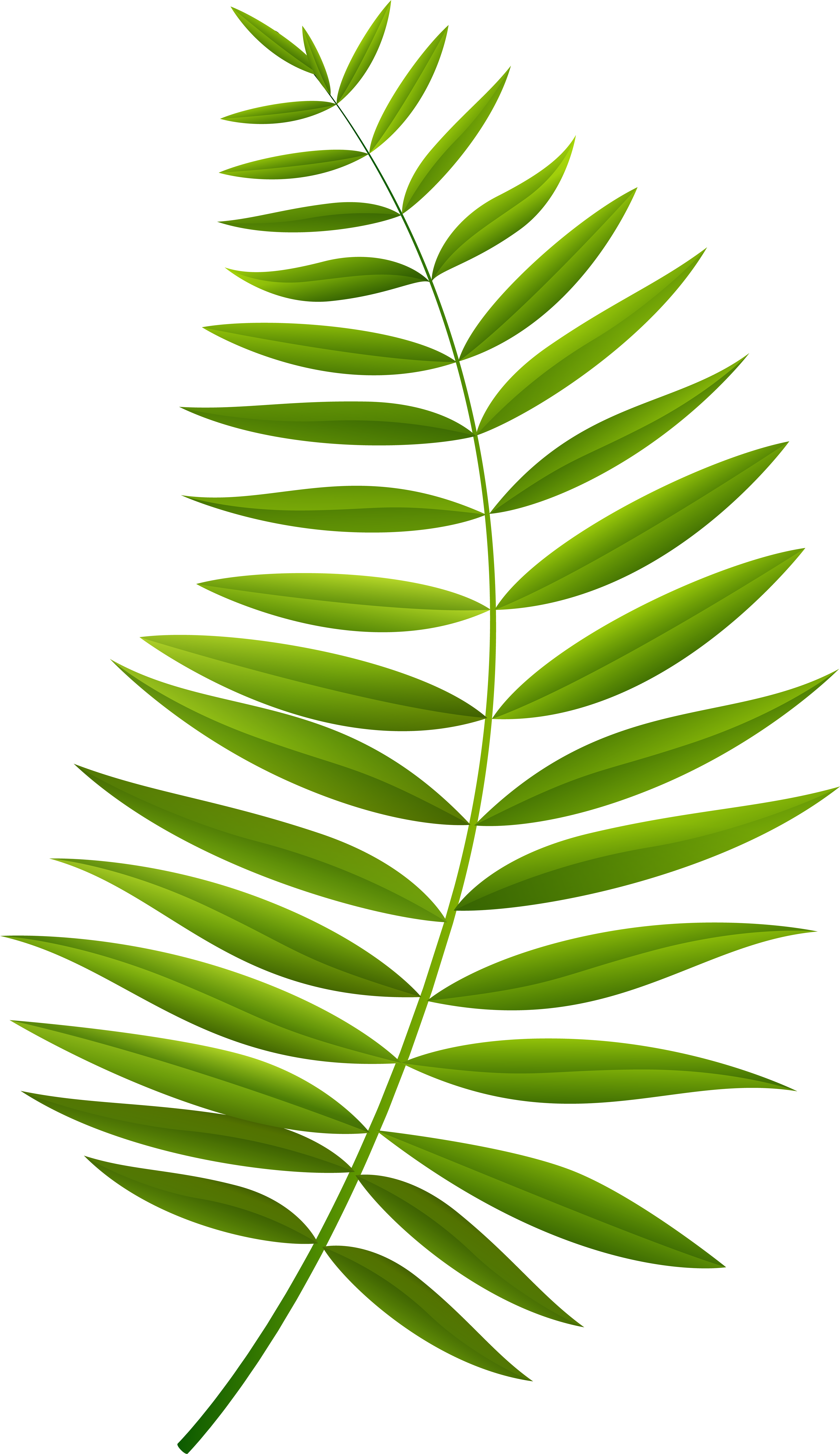 Palm Branch Png (4691x8000), Png Download