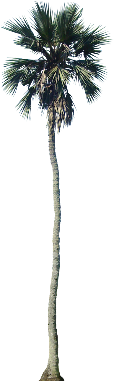 Tropical Plant Pictures - Palm Tree Cut Out Png (405x1308), Png Download