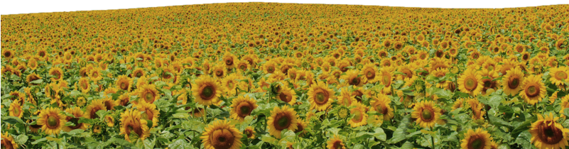 Flower Field Png - Sunflowers Png (800x500), Png Download
