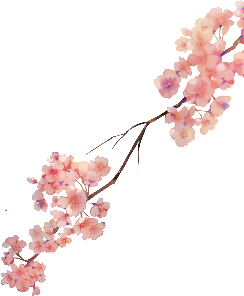 Cherry Blossom (480x583), Png Download