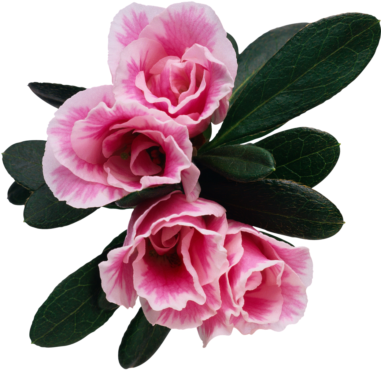 Flower Floral Rosebush - (16+)синдром Пустого Гнезда. Роман (1280x1280), Png Download