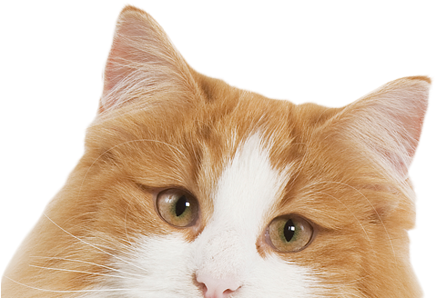 Rsvp And Get Your Tickets Here - Shopping (597x352), Png Download