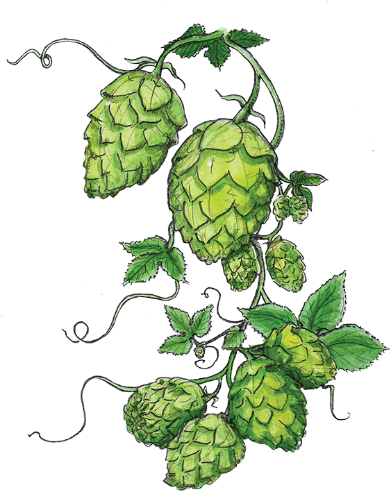 Hops Final - Hops (600x728), Png Download