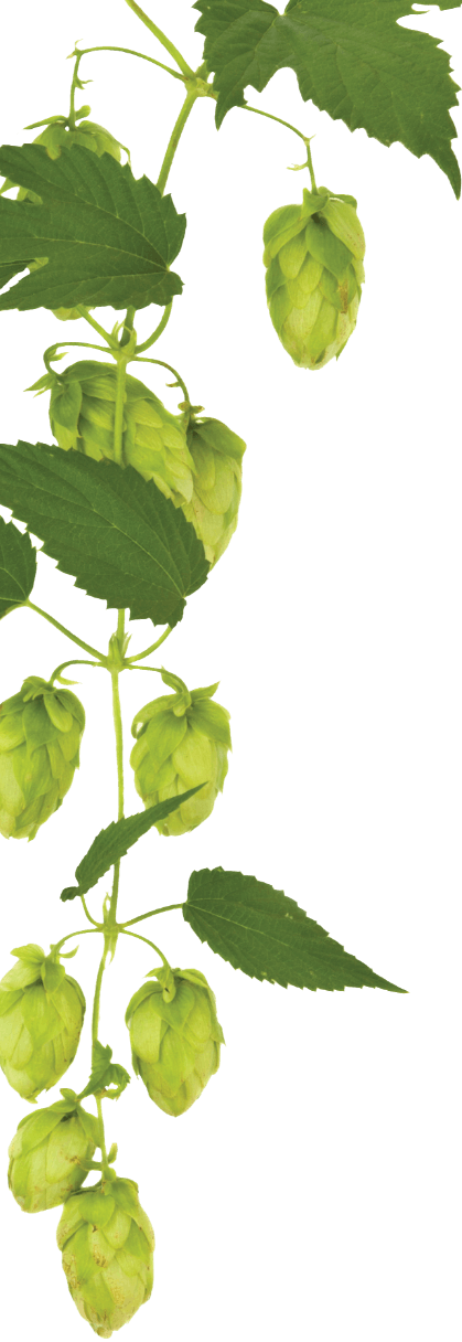 Hops On Tap - Stock Photography (419x1216), Png Download