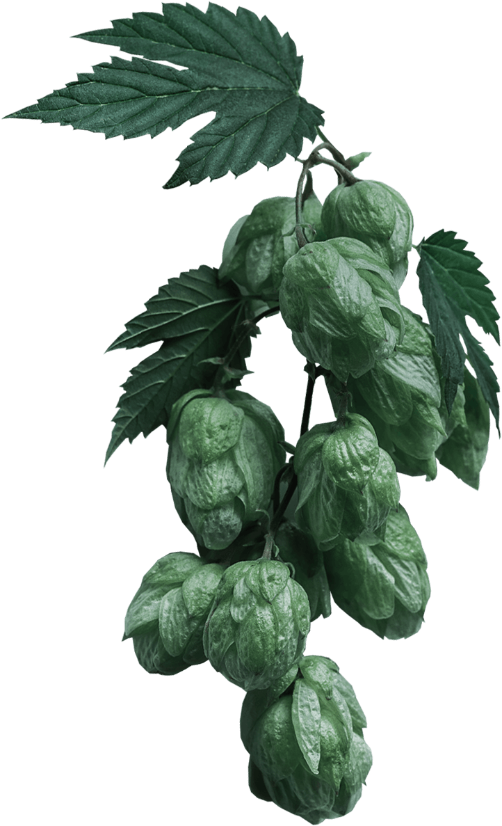 Home Craftbeer Slider Hops - Zellajake Common Hops (100 Thru 1/4lb Seeds) Humulus (722x1187), Png Download