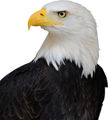 Bald Eagle Psd - Bald Eagle Trump Hair (360x400), Png Download